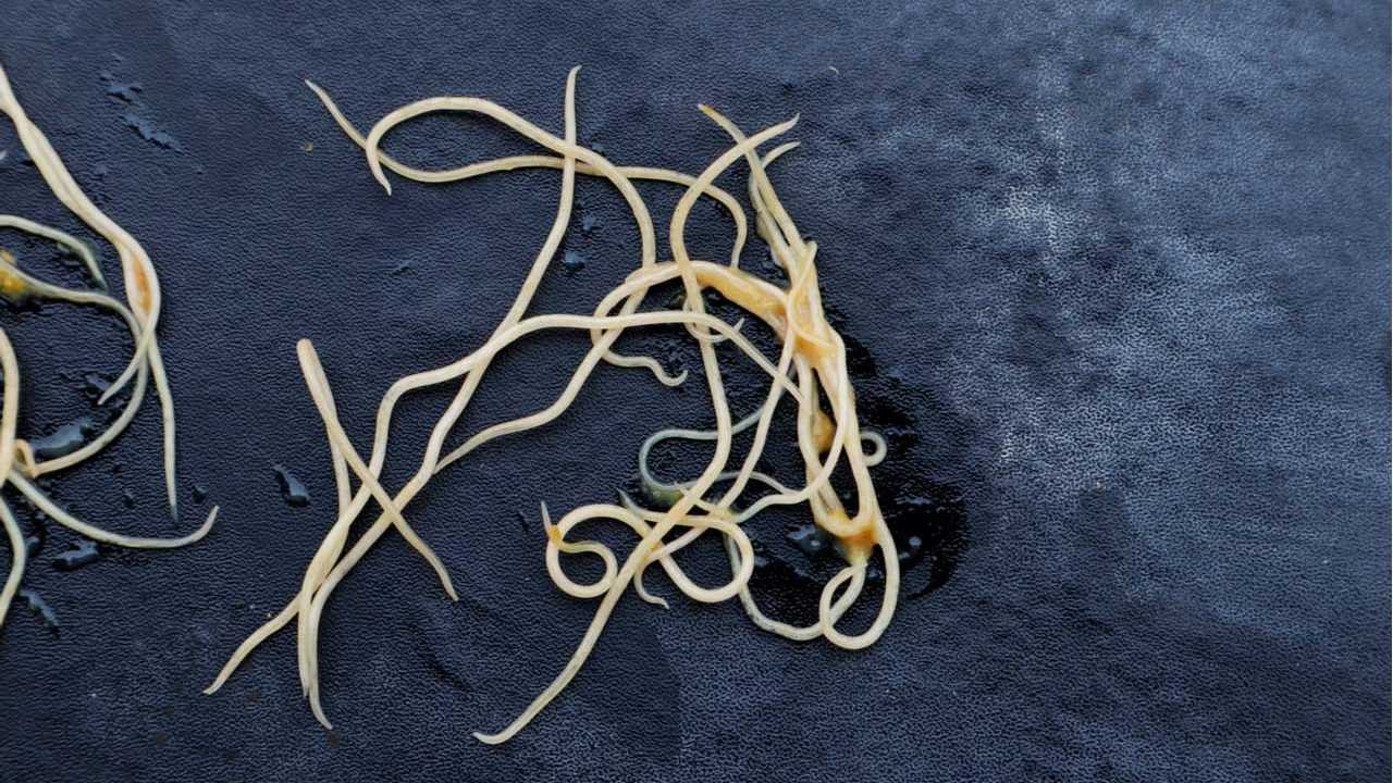 Mehrere Fadenwürmer auf blauem Hintergrund