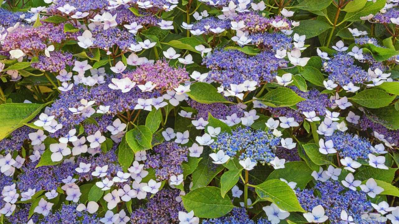 Fell Hortensie im Garten
