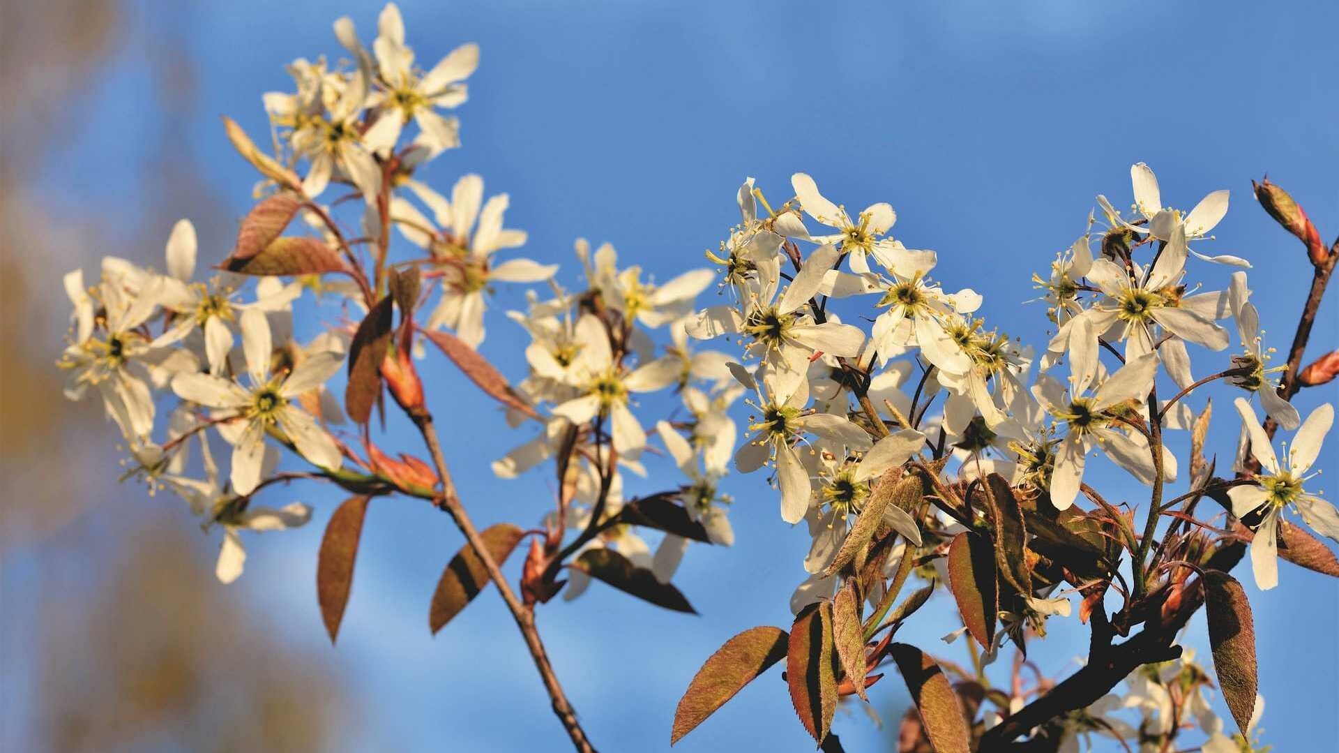 Felsenbirne (Amelanchier ovalis)
