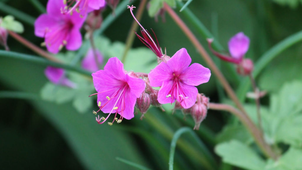 Auch im Halbschatten ein Hingucker: der Felsen Storchschnabel blüht in einem schönen Rosa.