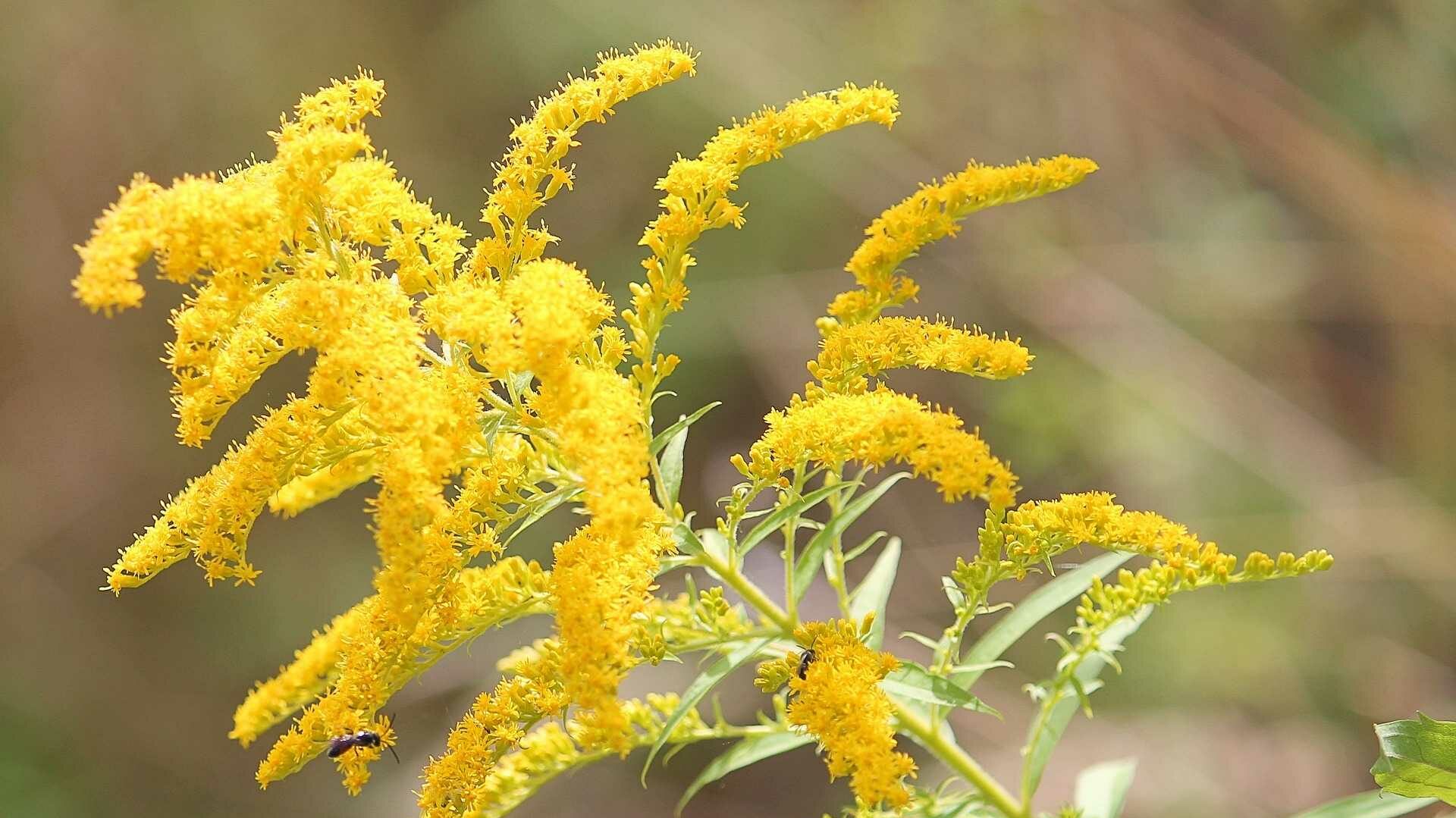 Goldrute (Solidago virgaurea)