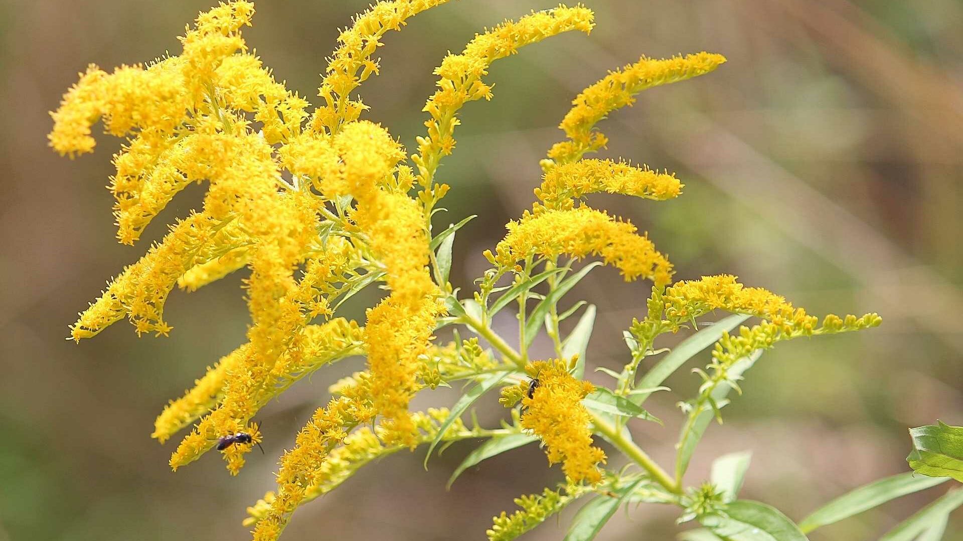 Goldrute (Solidago)