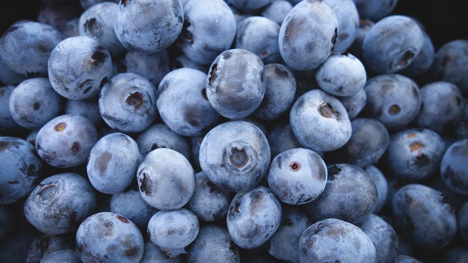 Die Blaubeere ist eine dunkelblaue und sehr aromatische Frucht.