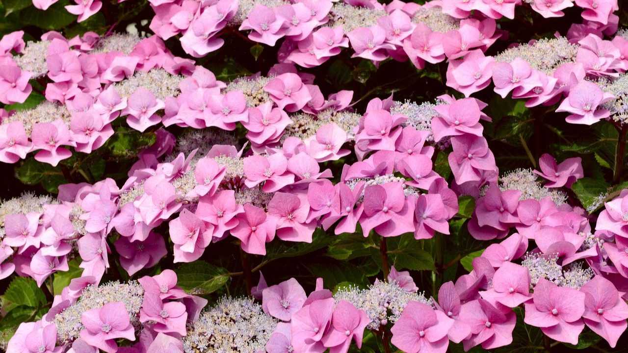 Japanische Tee Hortensie im Garten