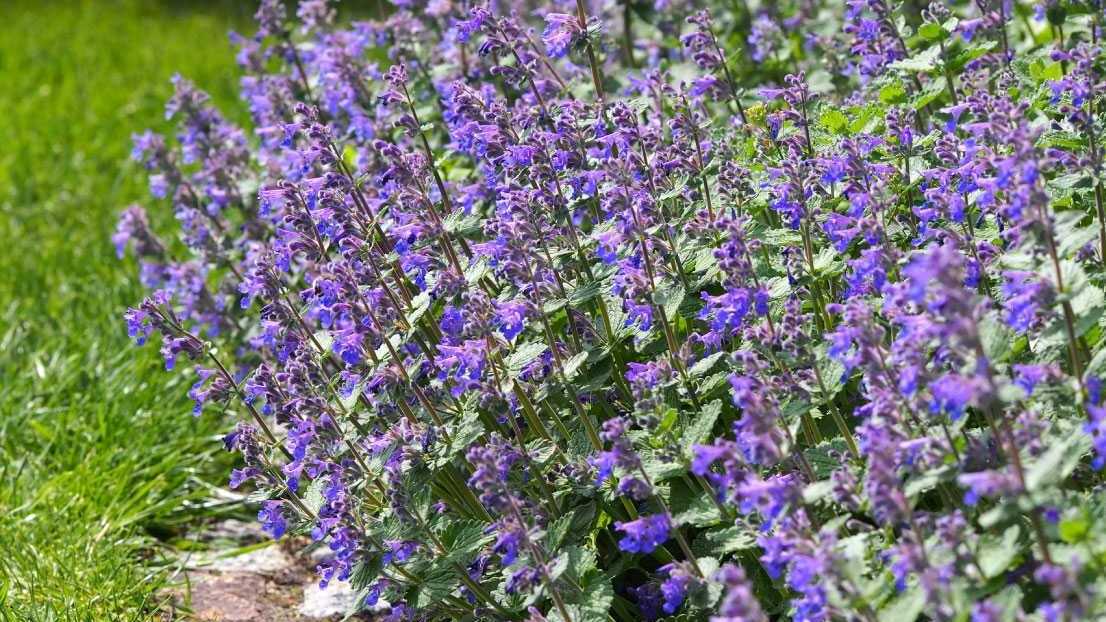 Violette Blüten der Katzenminze