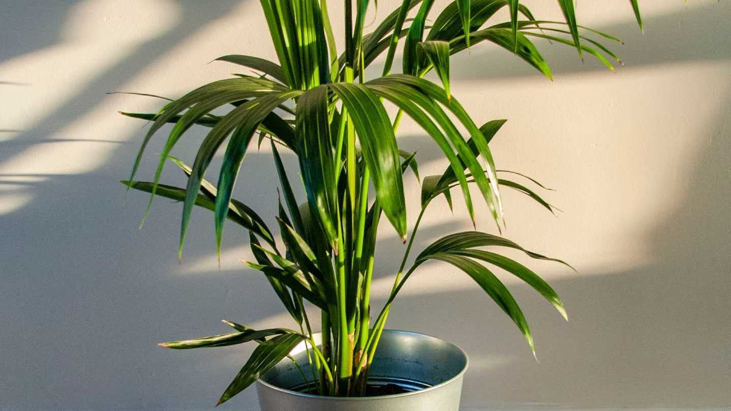 Auch die Kentia-Palme ist eine große und robuste Zimmerpflanze.