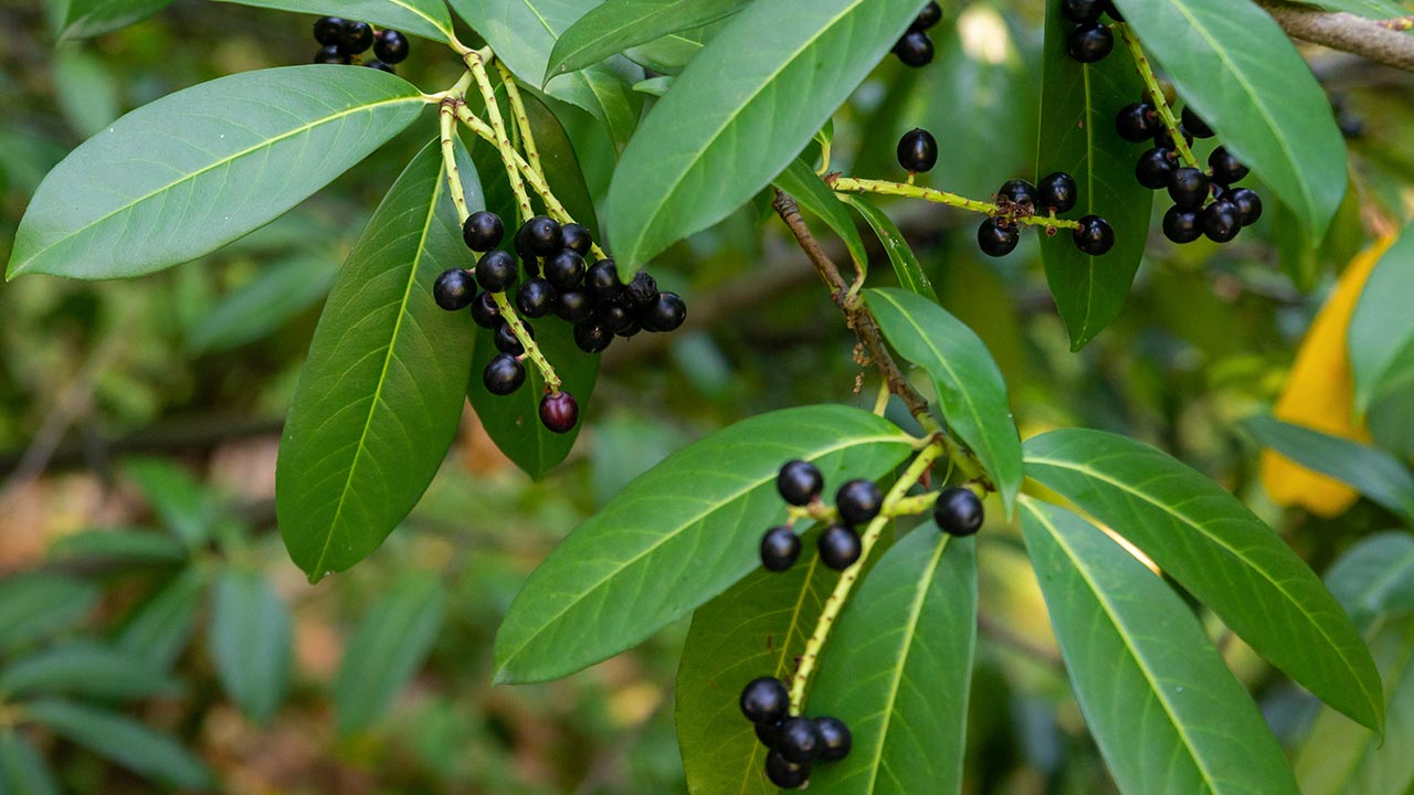 Schwarze Kirschlorbeerfrüchte zwischen grünen Blättern