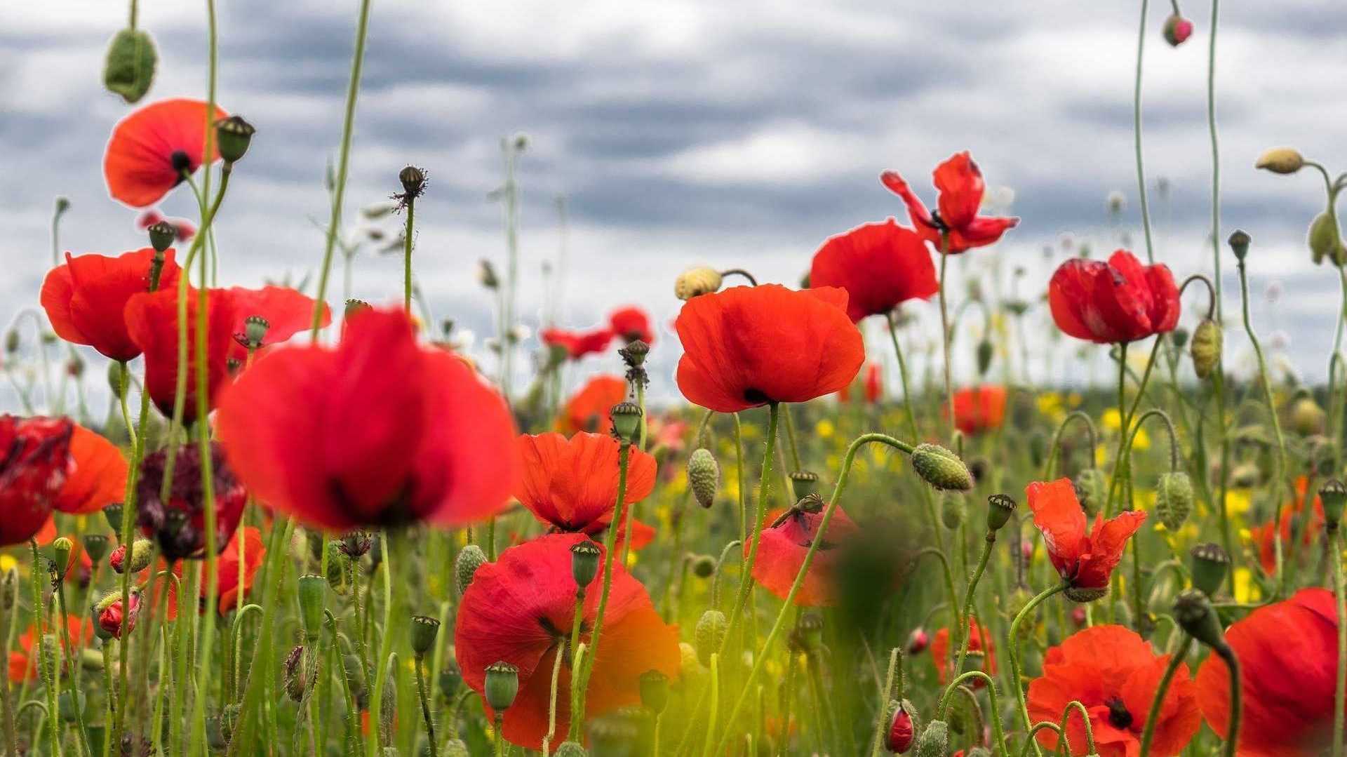 Klatschmohn