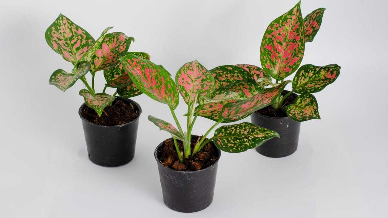 Drei Kolbenfaden-Pflanzen mit grün-rosa gemusterten Blättern