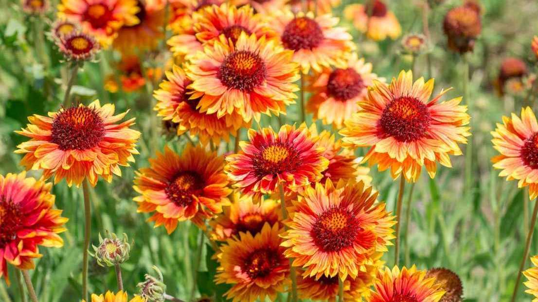 Kokardenblume mit orange-roten Blüten