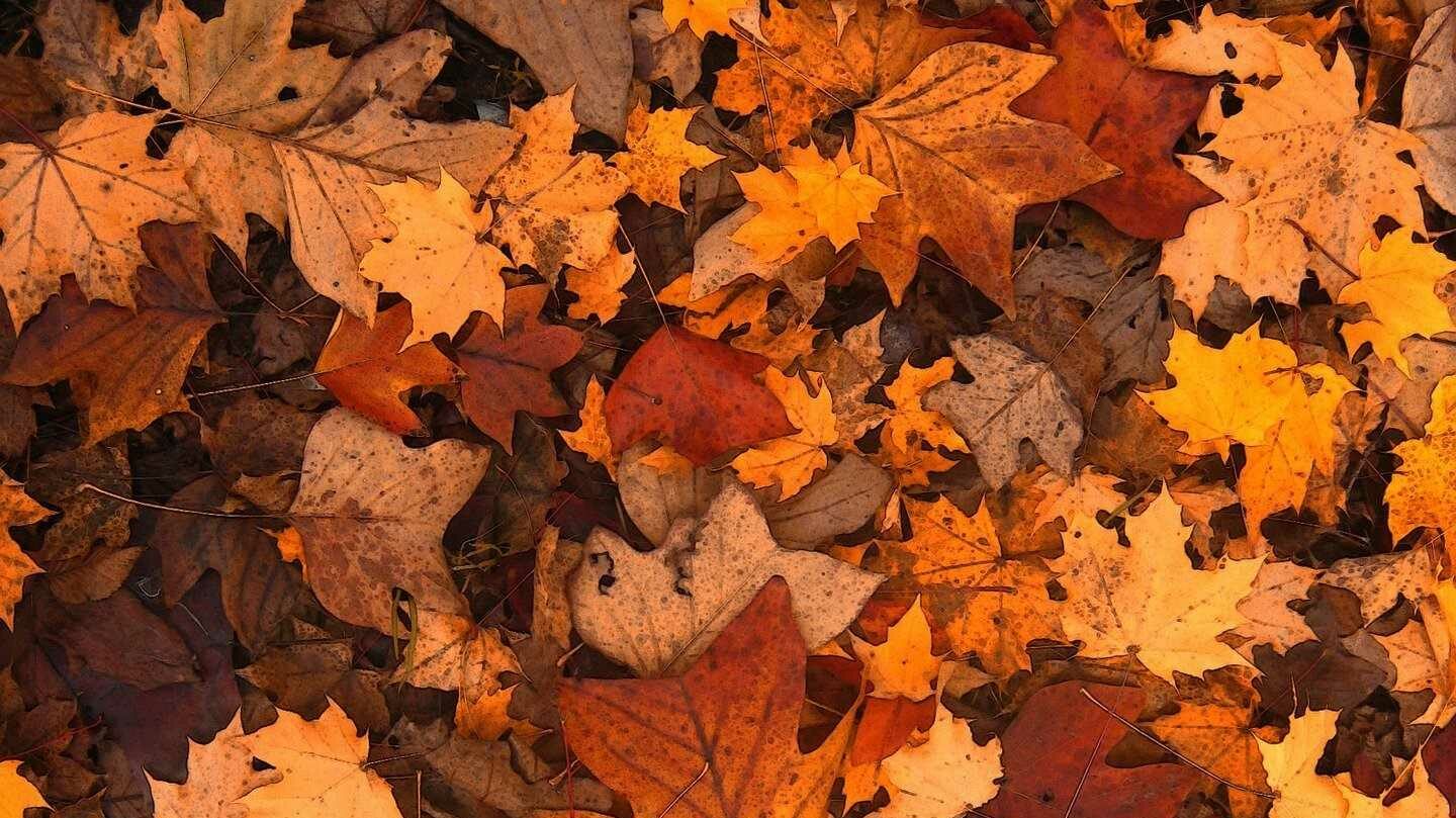 Im Herbst eignet sich auch herabfallendes Laub bestens zum Mulchen.
