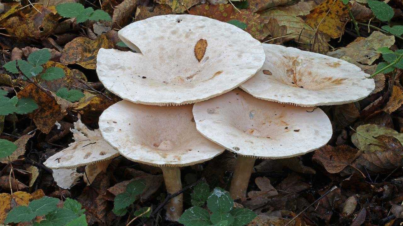 Mönchskopf Pilz auf der Erde