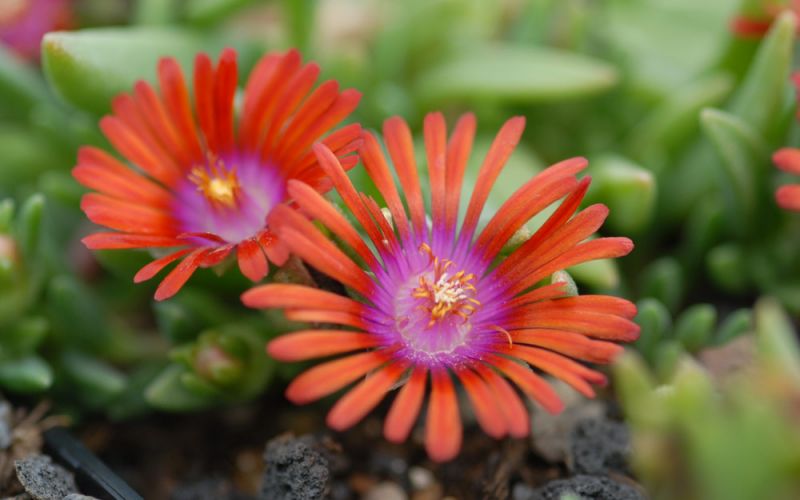 Orange-rote Mittagsblumen mit violetter Mitte