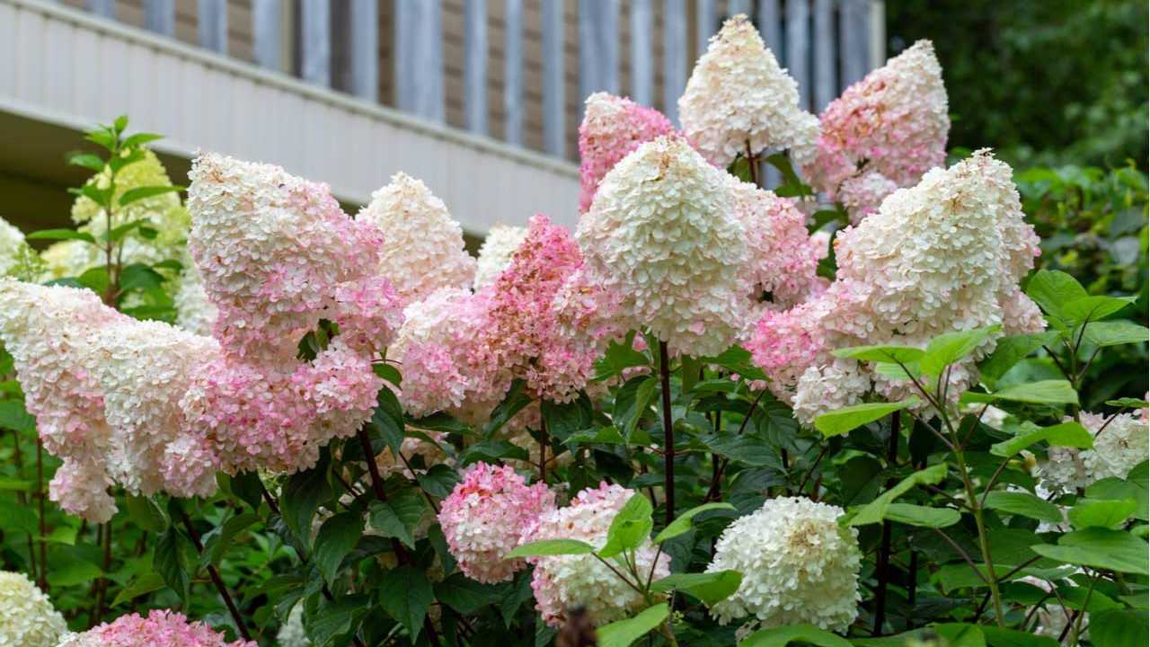 Rispen Hortensie im Garten