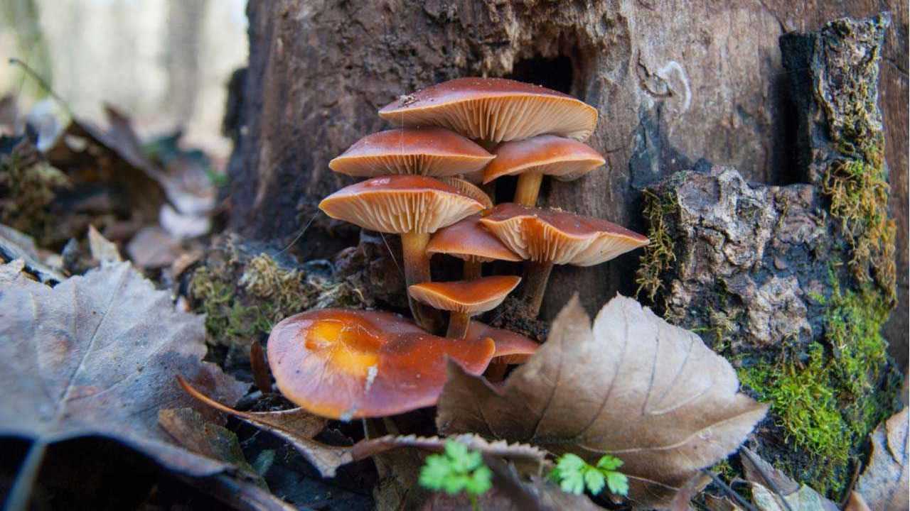 Samtfußrübling Pilz im Wald