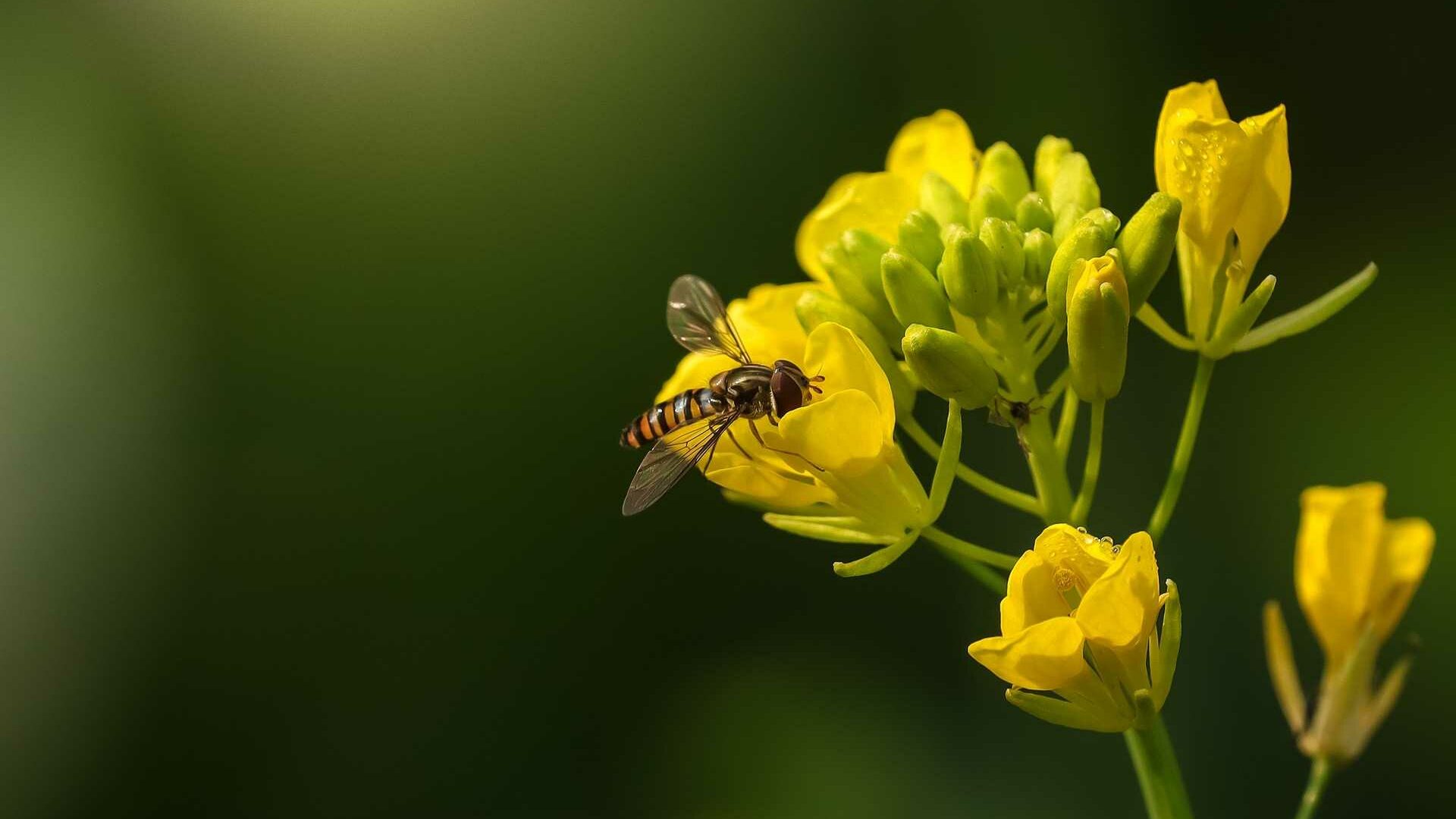 Schwebfliegen
