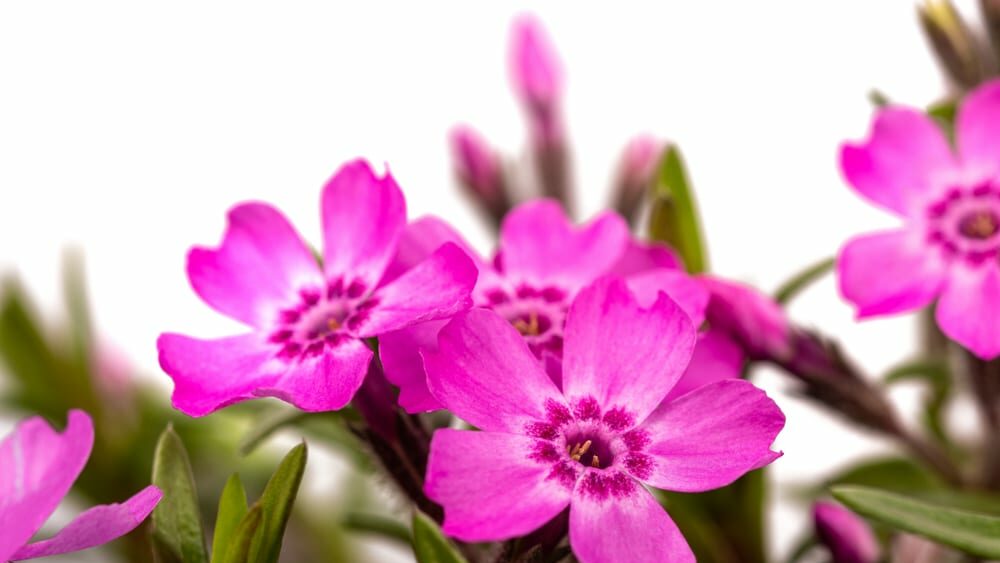 Die Blüte der Polsterphlox