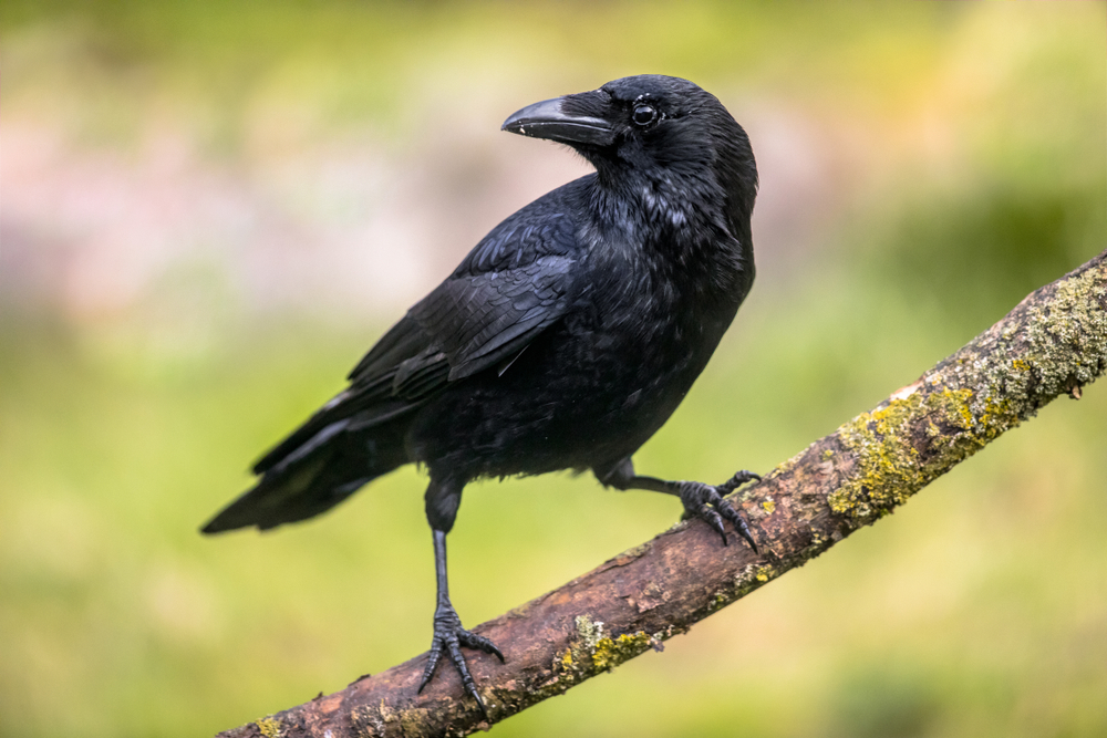 Carrion,Crow, Rabenkrähe(corvus,Corone),Black,Bird,Perched,On,Branch,And