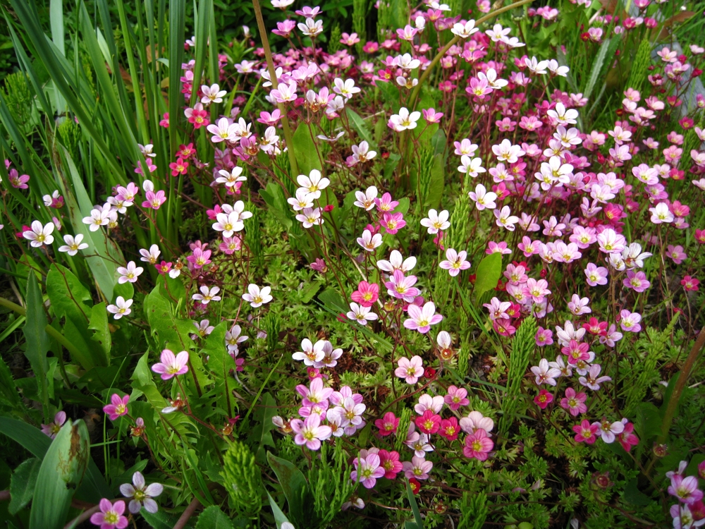 Rosa und weiß blühender Moos-Steinbrech im Beet