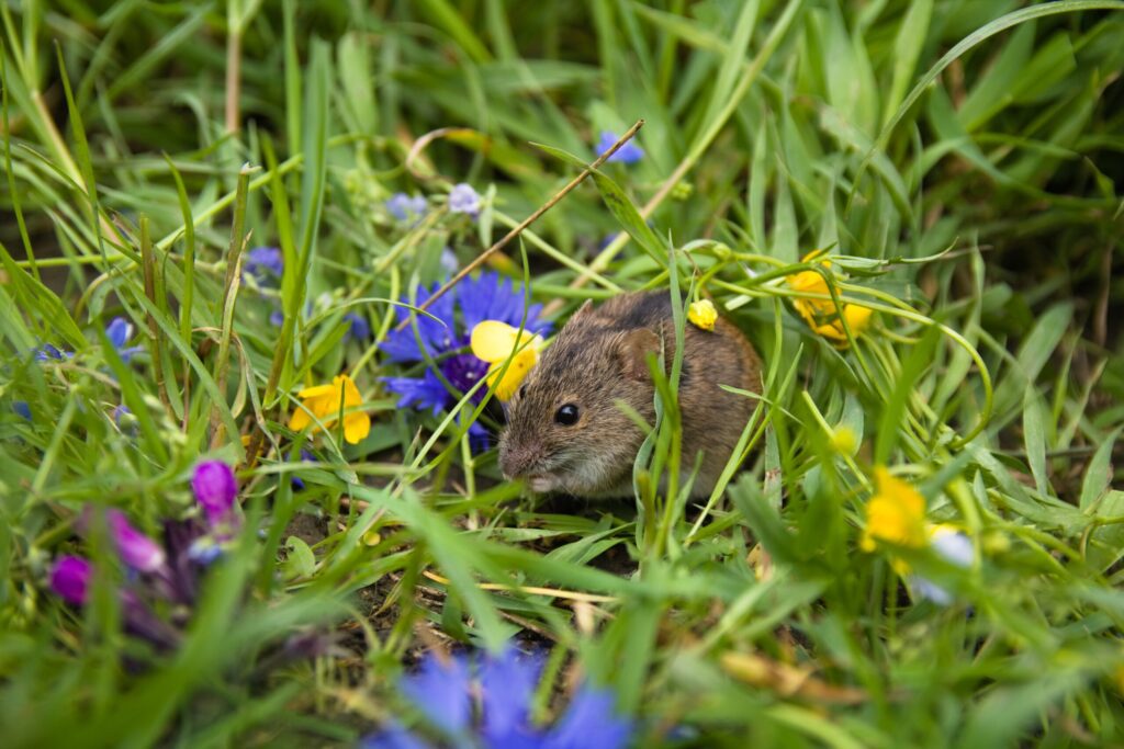 Maus zwischen Wiesenblumen