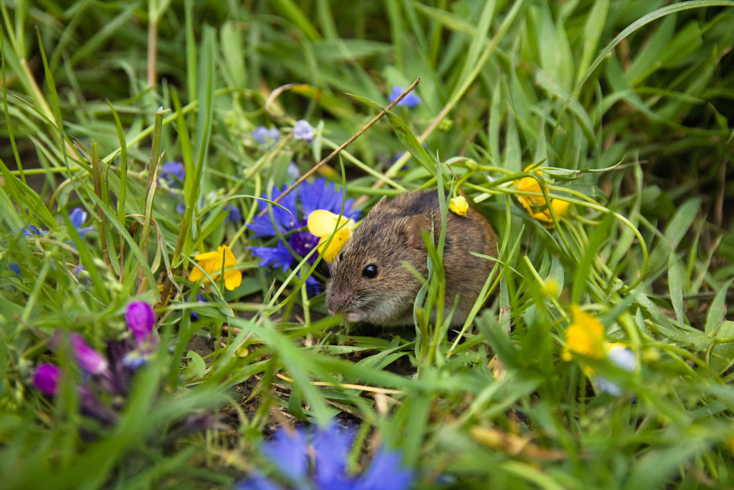Maus zwischen Wiesenblumen
