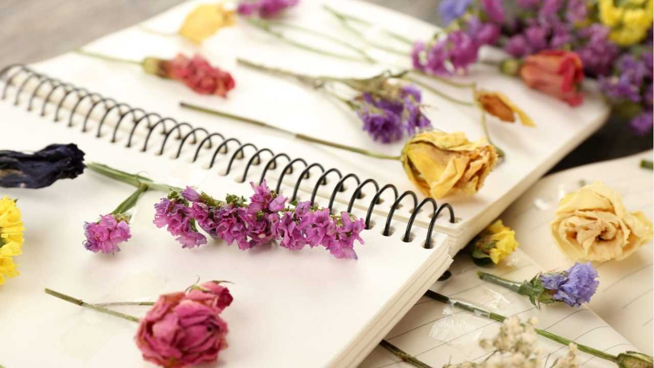Gepresste Blüten zwischen den Seiten von Spiralbüchern