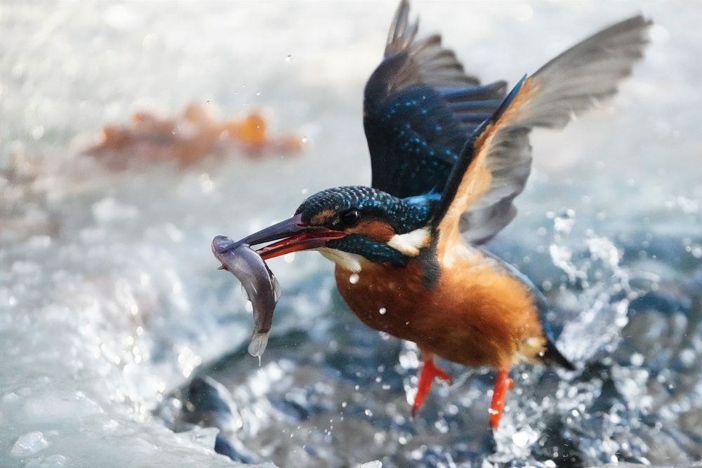 Eisvogel