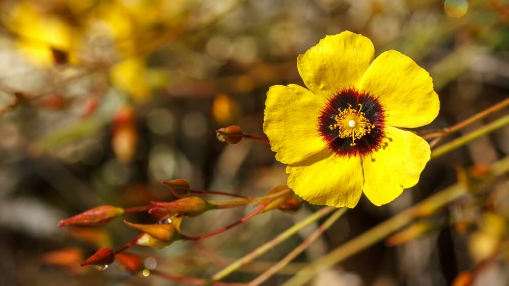 Die Blüte einer Halimium Pflanze