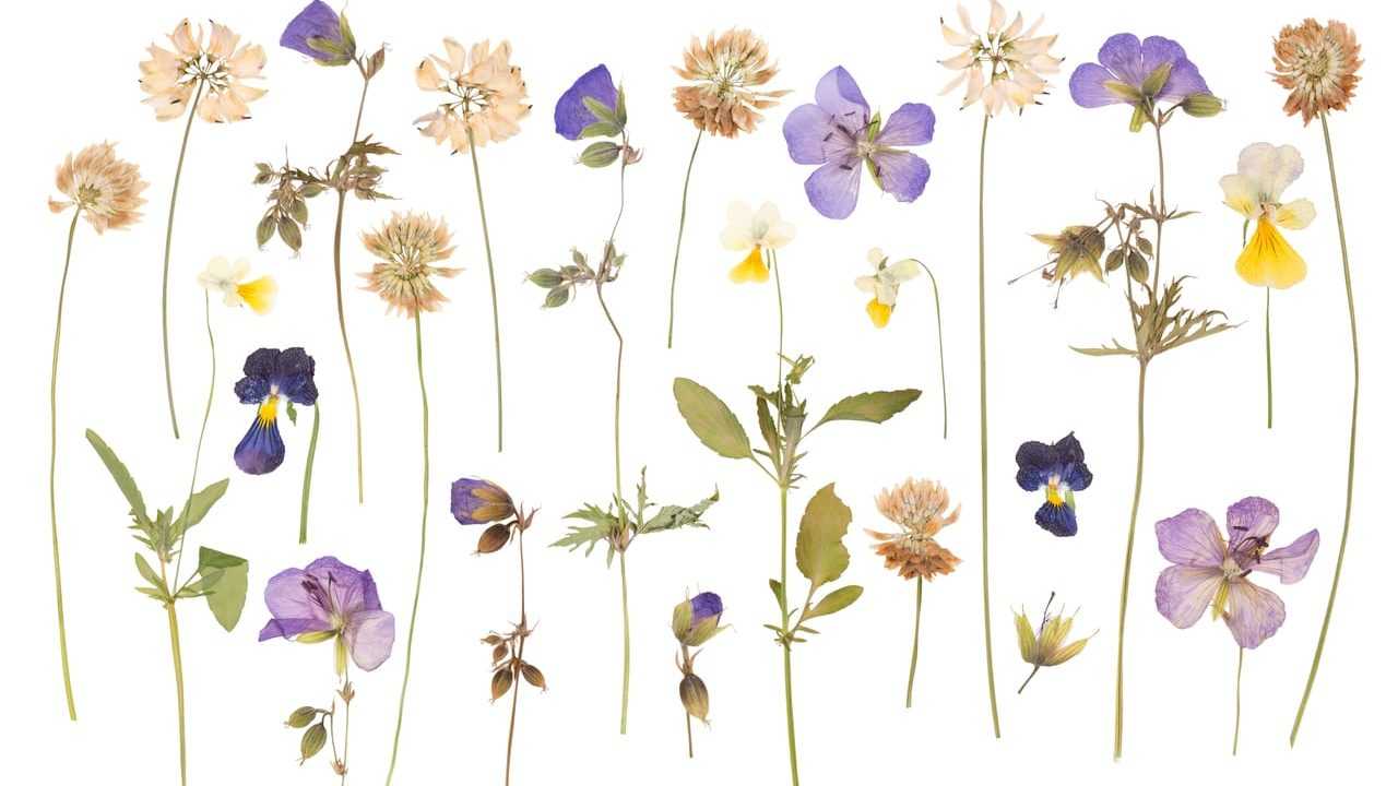 Gepresste Wildblumen und Veilchen auf weißem Hintergrund
