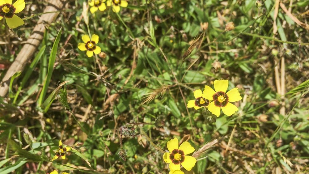 Halimium-Blüten auf einer Wiese.