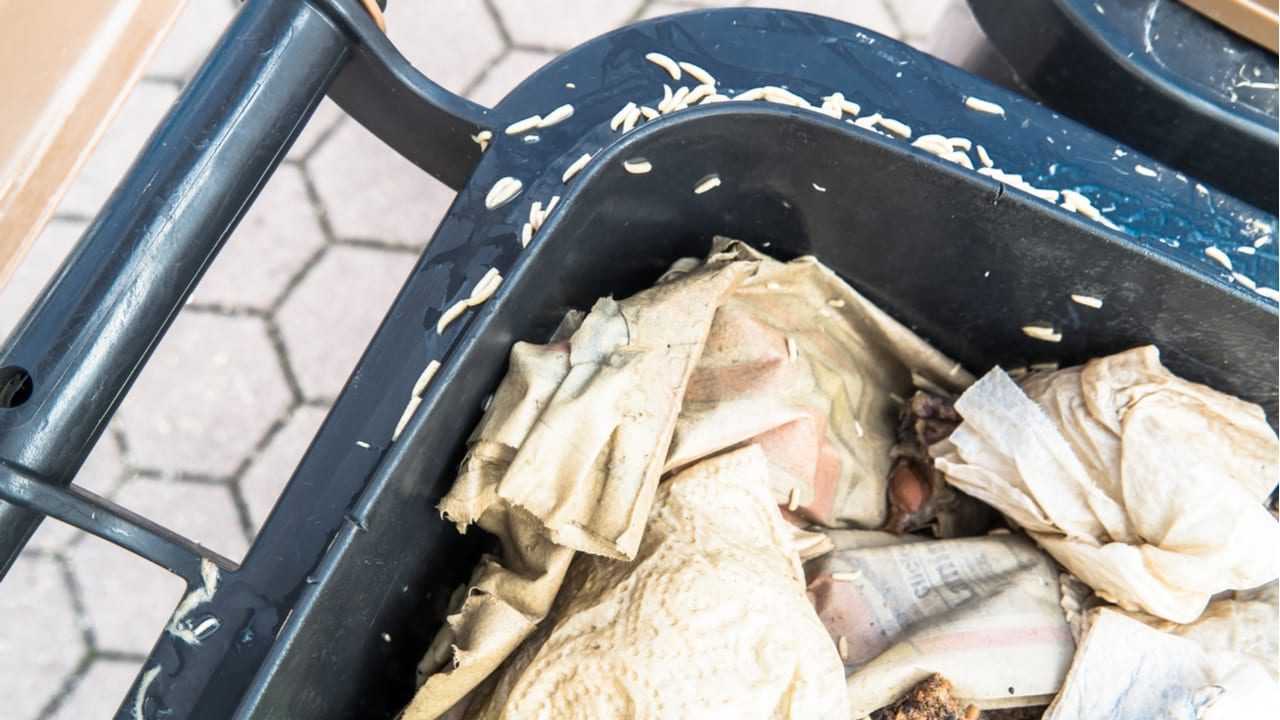 Maden liegen auf einem Mülleimer