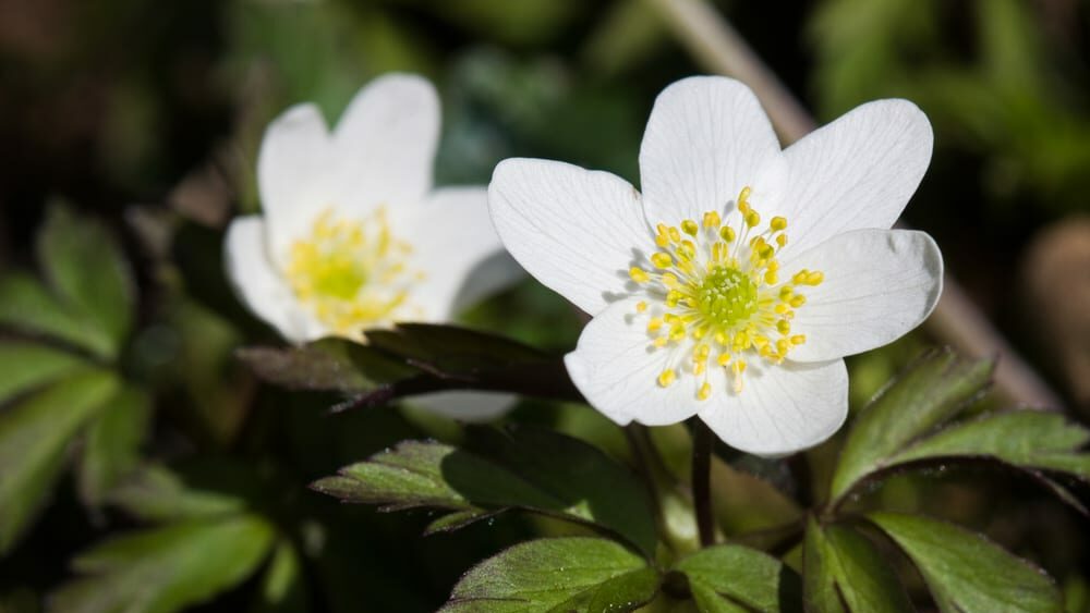 Die Blüte eines Buschwindröschen