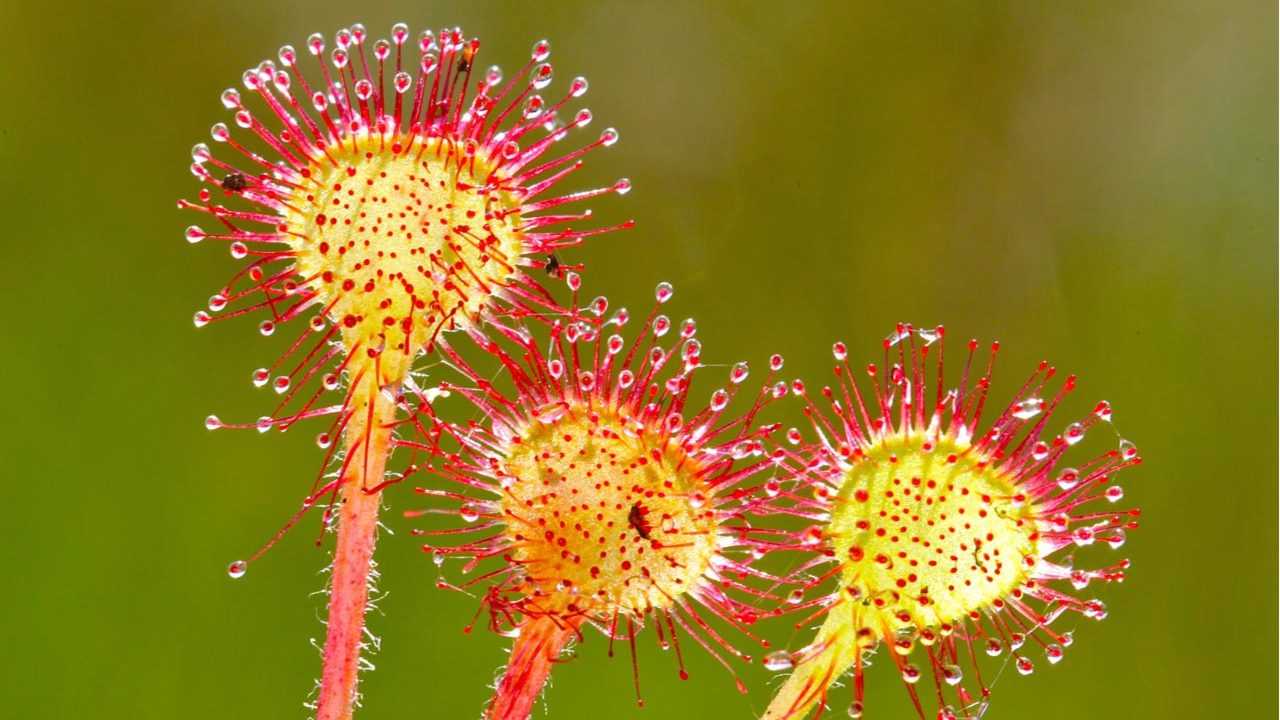 Sonnentau Pflanze im Garten