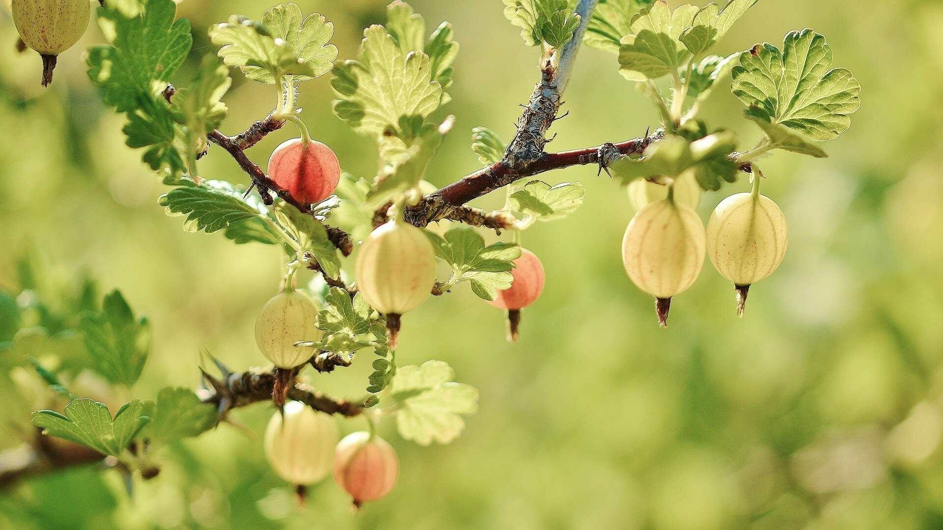 Ein Stachelbeerenstrauch mit weißen, roten und grünen Früchten.