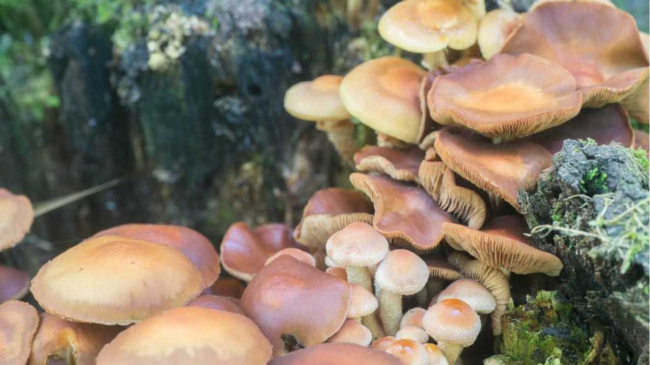 Stockschwämmchen zwischen Holz