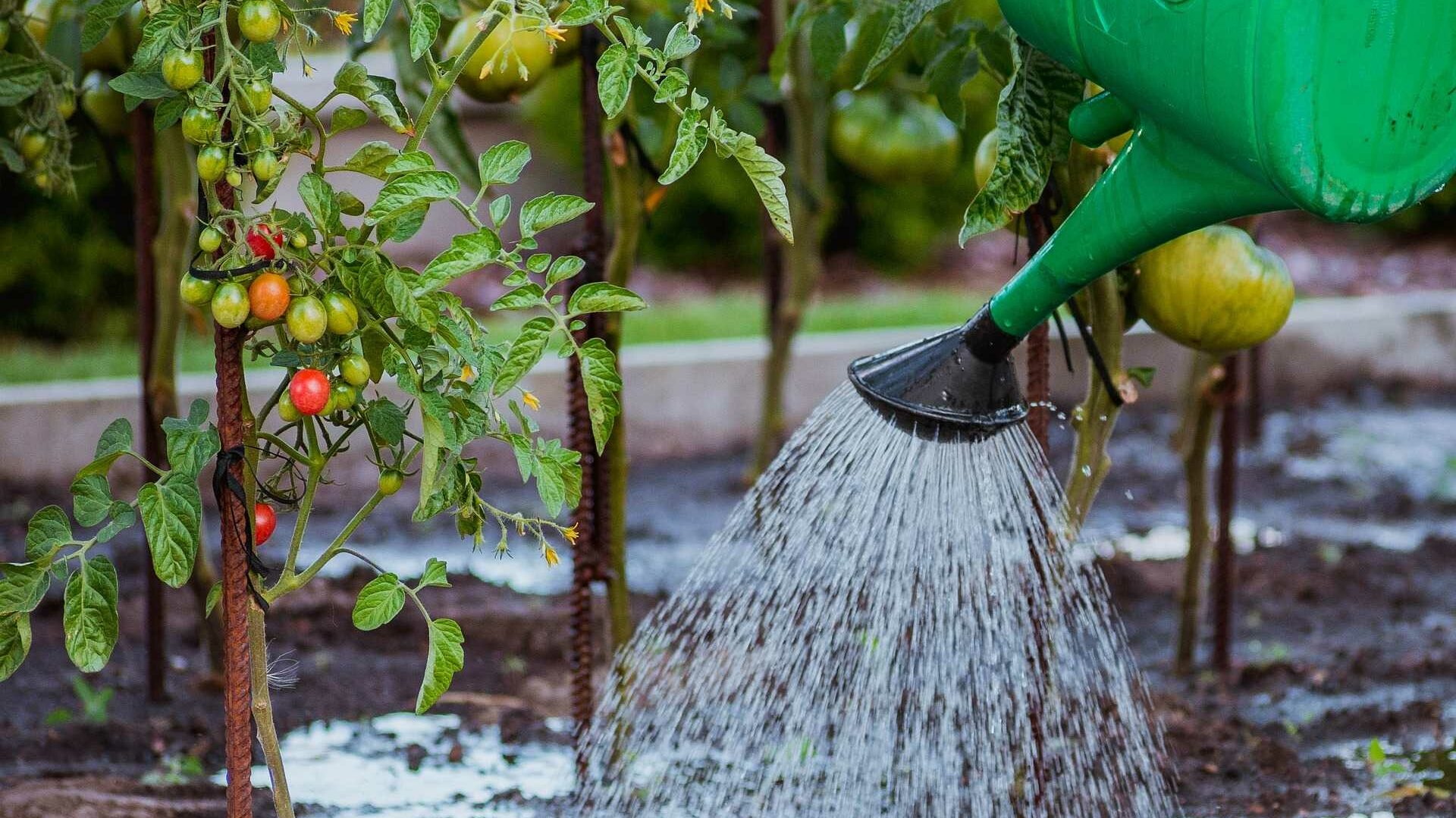 Tomaten die gegossen werden 