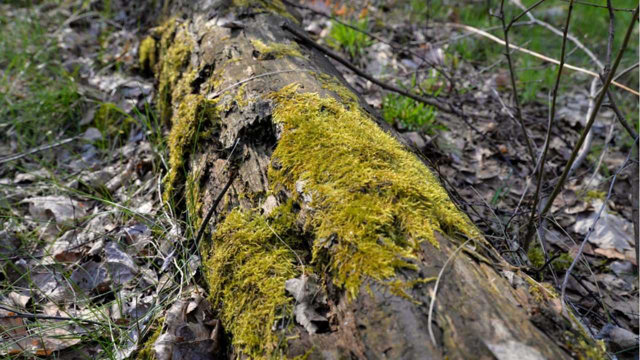 Abgestorbener Baum mit Totholz