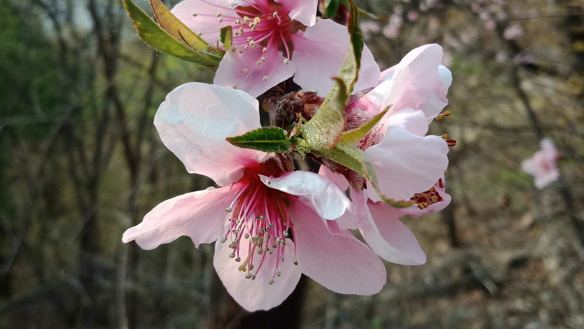 Die Blüte der Traubenkirschen entwickeln erbsengroße, schwarze Steinfrüchte.