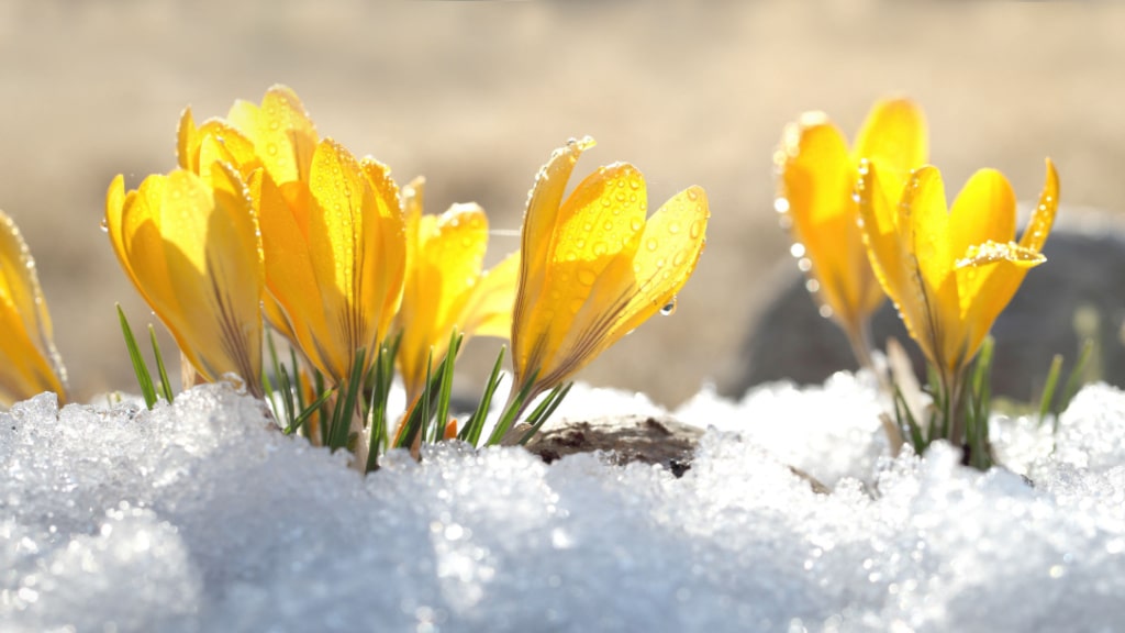 gelber Frühlingskrokus (Crocus vernus)