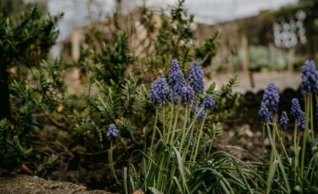 Blaue Traubenhyazinthen im Gartenbeet