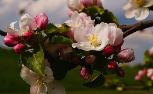 Rosa-weiße Blüten und Knospen eines Zierapfels