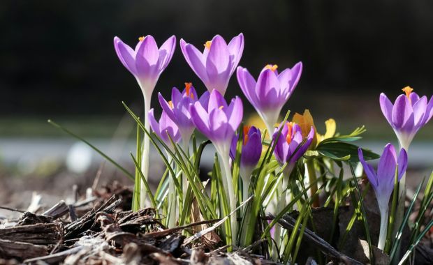Violette Krokusse im Frühlingslicht