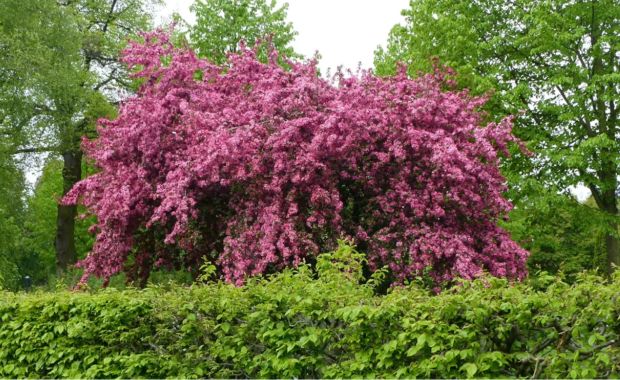 Rosarot blühender Rotdorn in einem Park