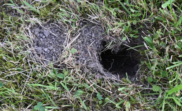 Mäuseloch im Gras