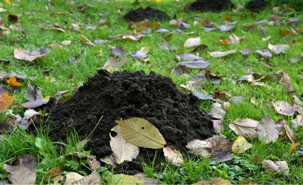 Maulwurfhügel auf einer Wiese