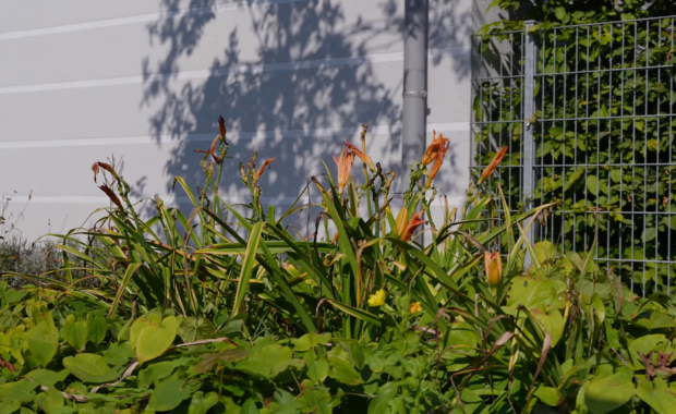 Orange blühende Taglilien in einem Vorgartenbeet