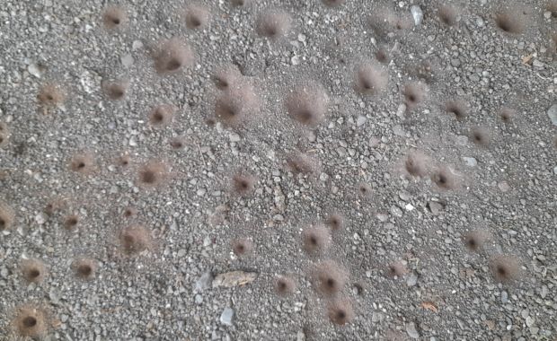 Mehrere kleine Erdhügel und Löcher in sandigem Boden