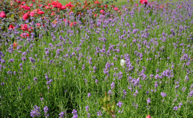Violett blühender Lavendel zwischen roten Rosen