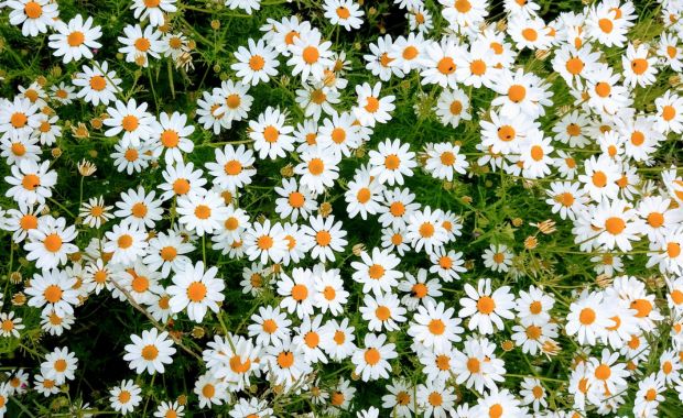 Viele weiße Gänseblümchen mit gelber Mitte