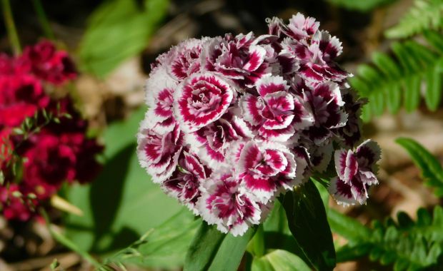 Pink-weiß gemusterte Nelkenblüten in einem dichten Blütenstand